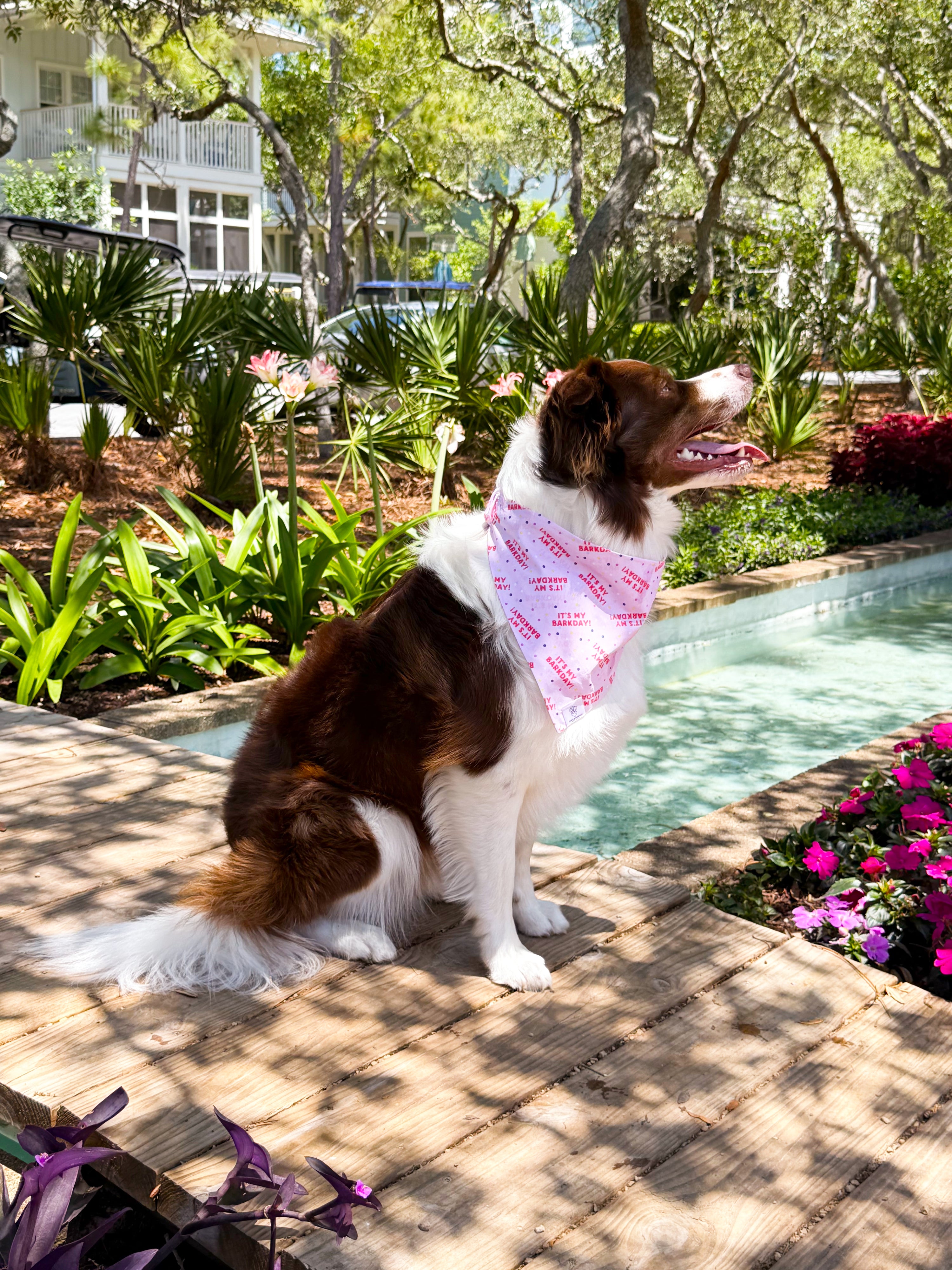 Barkday Bash (Pink)